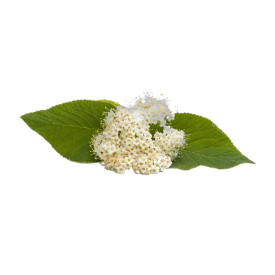 Dried elderflowers, delicate white blossoms for floral herbal tea blends, Yerba Buena Tea Co.