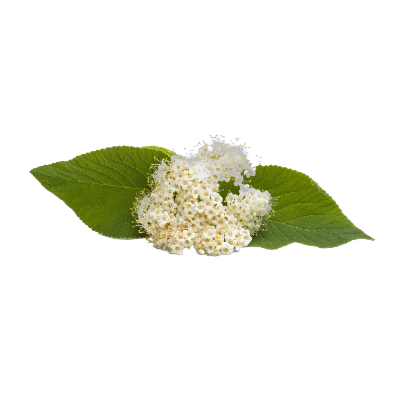 Dried elderflowers, delicate white blossoms for floral herbal tea blends, Yerba Buena Tea Co.