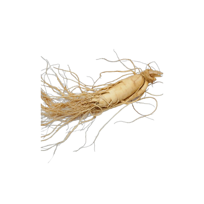 Dried eleuthero root, Siberian adaptogen for energy and stamina tea blends, Yerba Buena Tea Co.