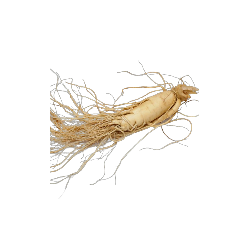 Dried eleuthero root, Siberian adaptogen for energy and stamina tea blends, Yerba Buena Tea Co.