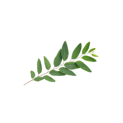 Dried eucalyptus leaf, cooling menthol-rich herb for respiratory tea blends, Yerba Buena Tea Co.