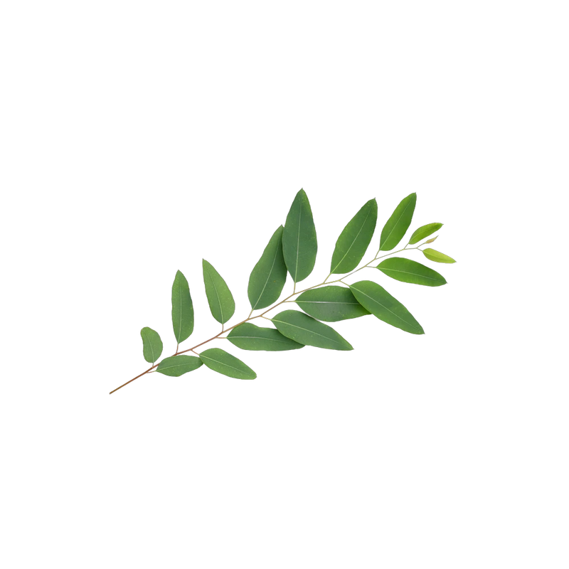 Dried eucalyptus leaf, cooling menthol-rich herb for respiratory tea blends, Yerba Buena Tea Co.