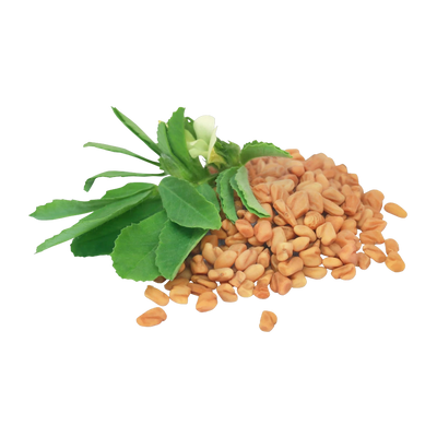 Dried fenugreek seeds, nutty golden seeds for warming herbal tea blends, Yerba Buena Tea Co.