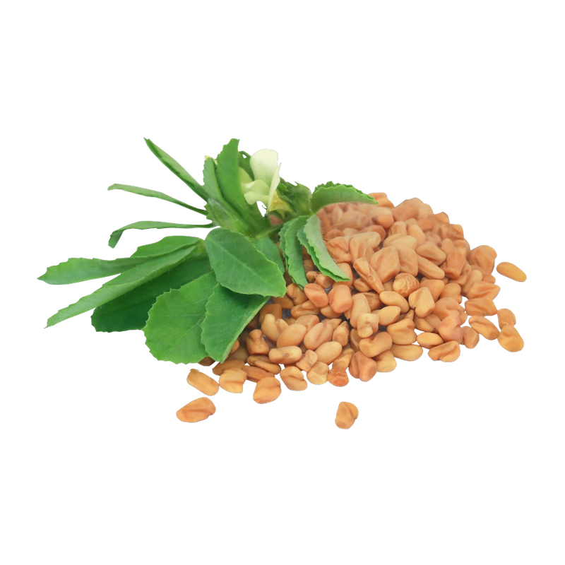 Dried fenugreek seeds, nutty golden seeds for warming herbal tea blends, Yerba Buena Tea Co.