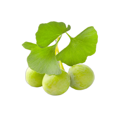 Dried ginkgo biloba leaves, ancient botanical for focus and cognitive support tea, Yerba Buena Tea Co.
