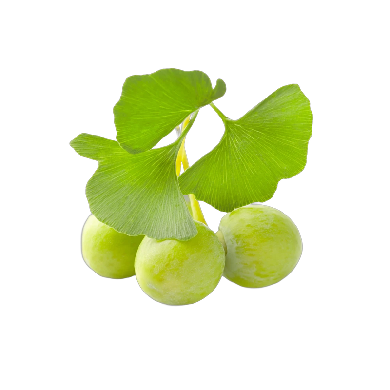 Dried ginkgo biloba leaves, ancient botanical for focus and cognitive support tea, Yerba Buena Tea Co.