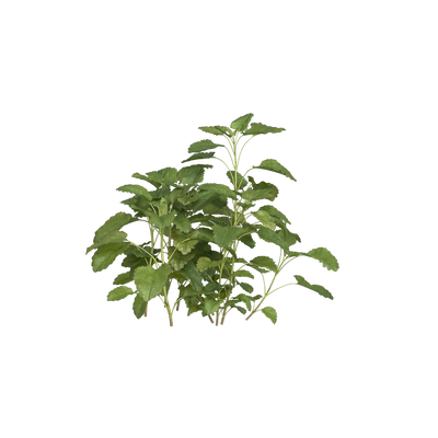 Fresh lemon balm leaves, gentle citrus herb for calming and uplifting tea blends, Yerba Buena Tea Co.