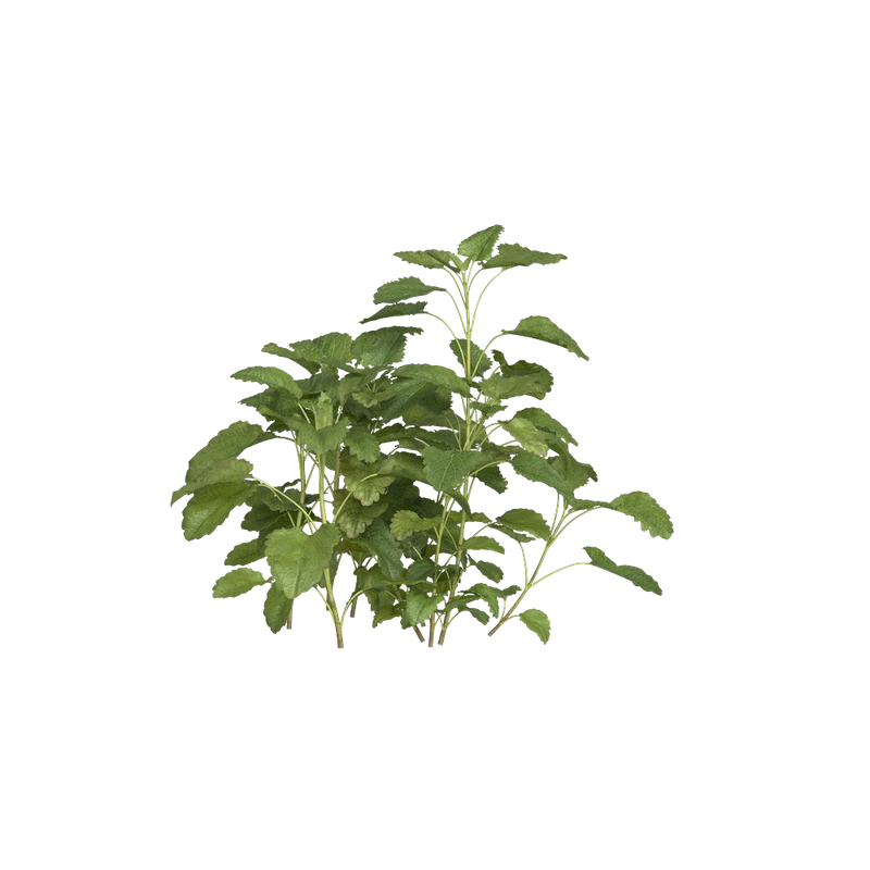 Fresh lemon balm leaves, gentle citrus herb for calming and uplifting tea blends, Yerba Buena Tea Co.