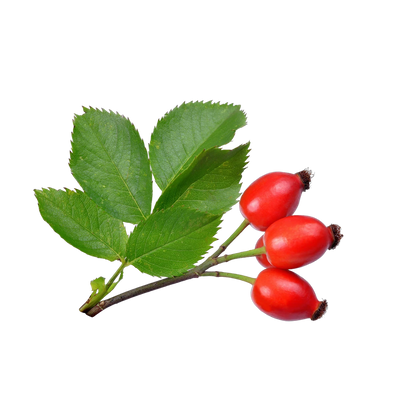 Dried rosehips, vitamin C-rich orange-red fruit for immune support tea blends, Yerba Buena Tea Co.