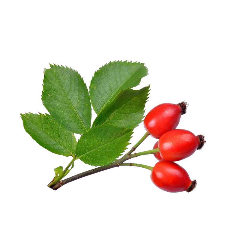 Dried rosehips, vitamin C-rich orange-red fruit for immune support tea blends, Yerba Buena Tea Co.