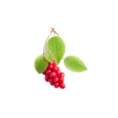 Dried schisandra berries, five-flavor adaptogenic berry for tonic tea blends, Yerba Buena Tea Co.