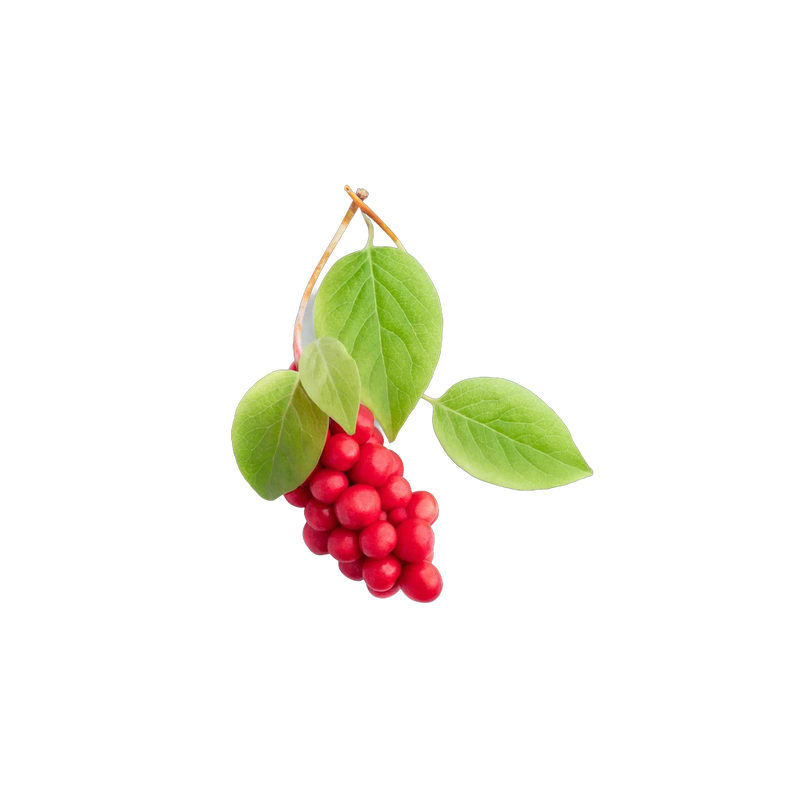 Dried schisandra berries, five-flavor adaptogenic berry for tonic tea blends, Yerba Buena Tea Co.