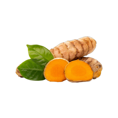 Fresh turmeric root, golden anti-inflammatory spice for wellness tea blends, Yerba Buena Tea Co.
